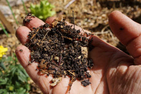 Nature School Project: Three Easy Ways to Improve Garden Soil