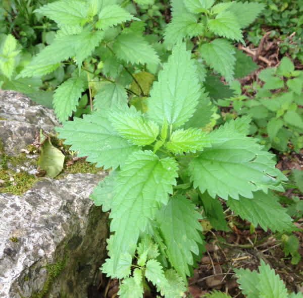 Nature School Project: Nettle and Cauliflower Casserole