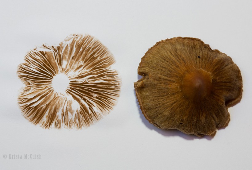 making mushroom spore prints