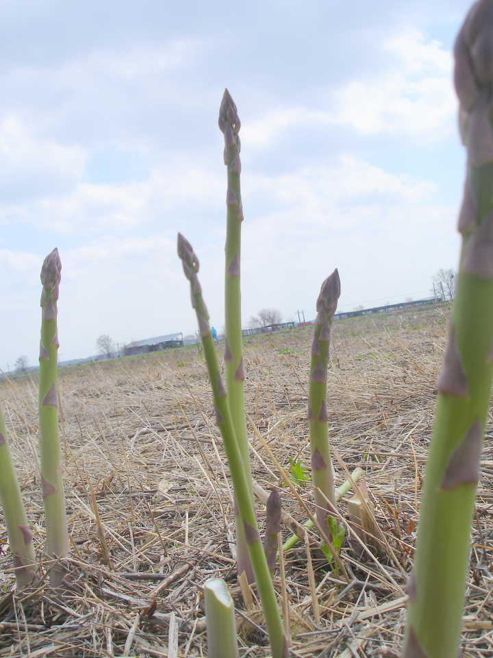 asparagus-field
