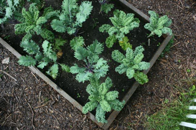 Sparkle Kitchen: So Much Kale! — Sparkle Stories