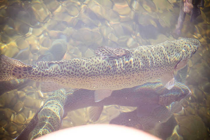 trout-swimming