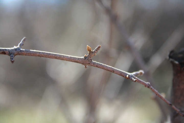 tree buds dawn 3