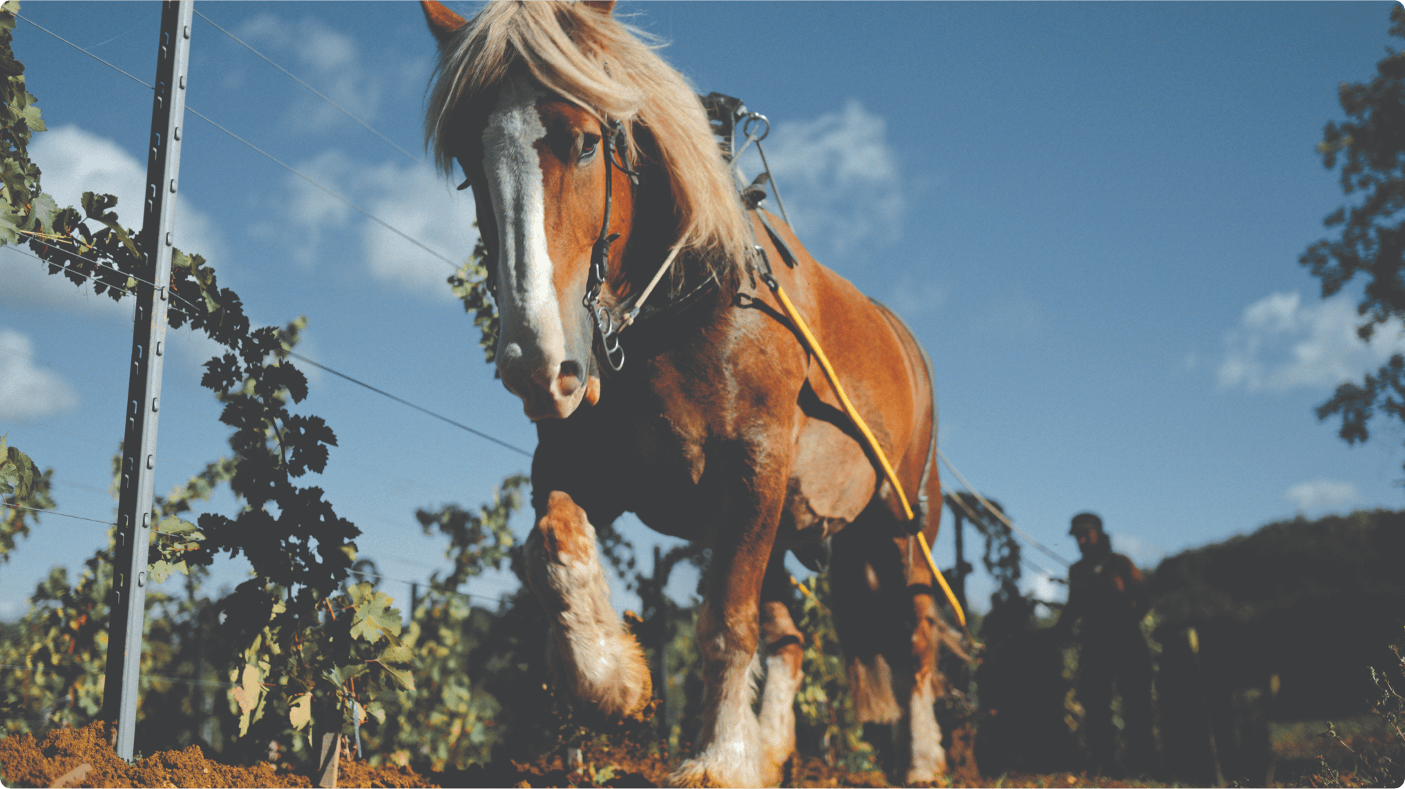 VP La Clariere Castillon Column 1 Image