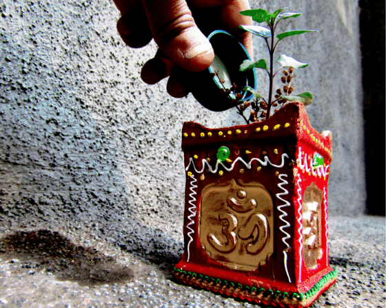 Tulsi also Called as Holy Basil