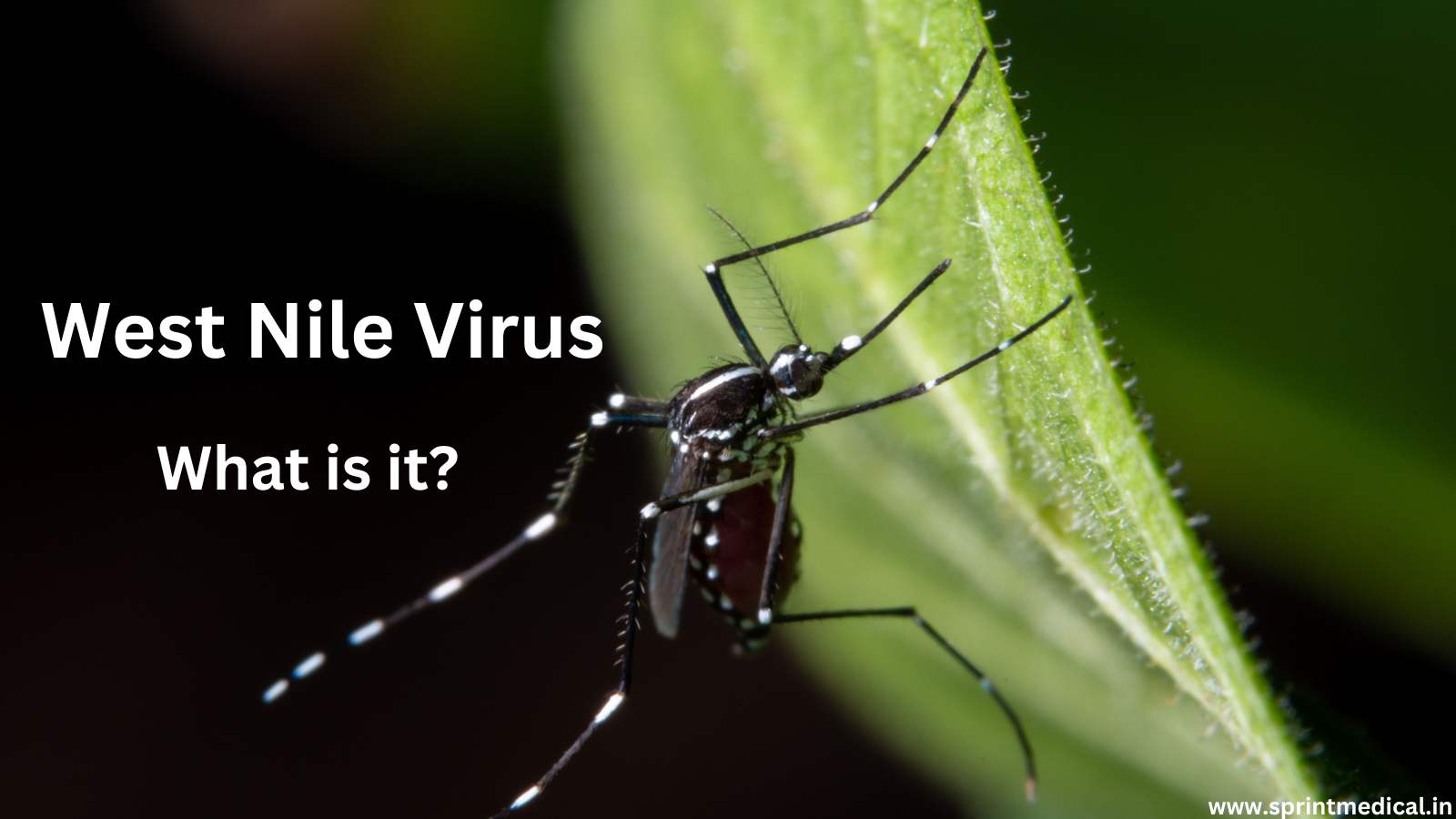 West Nile Virus
