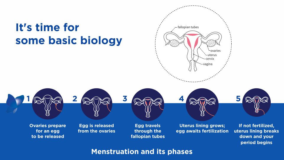 What is a Period? - Image 1 - Stayfree - en-IN