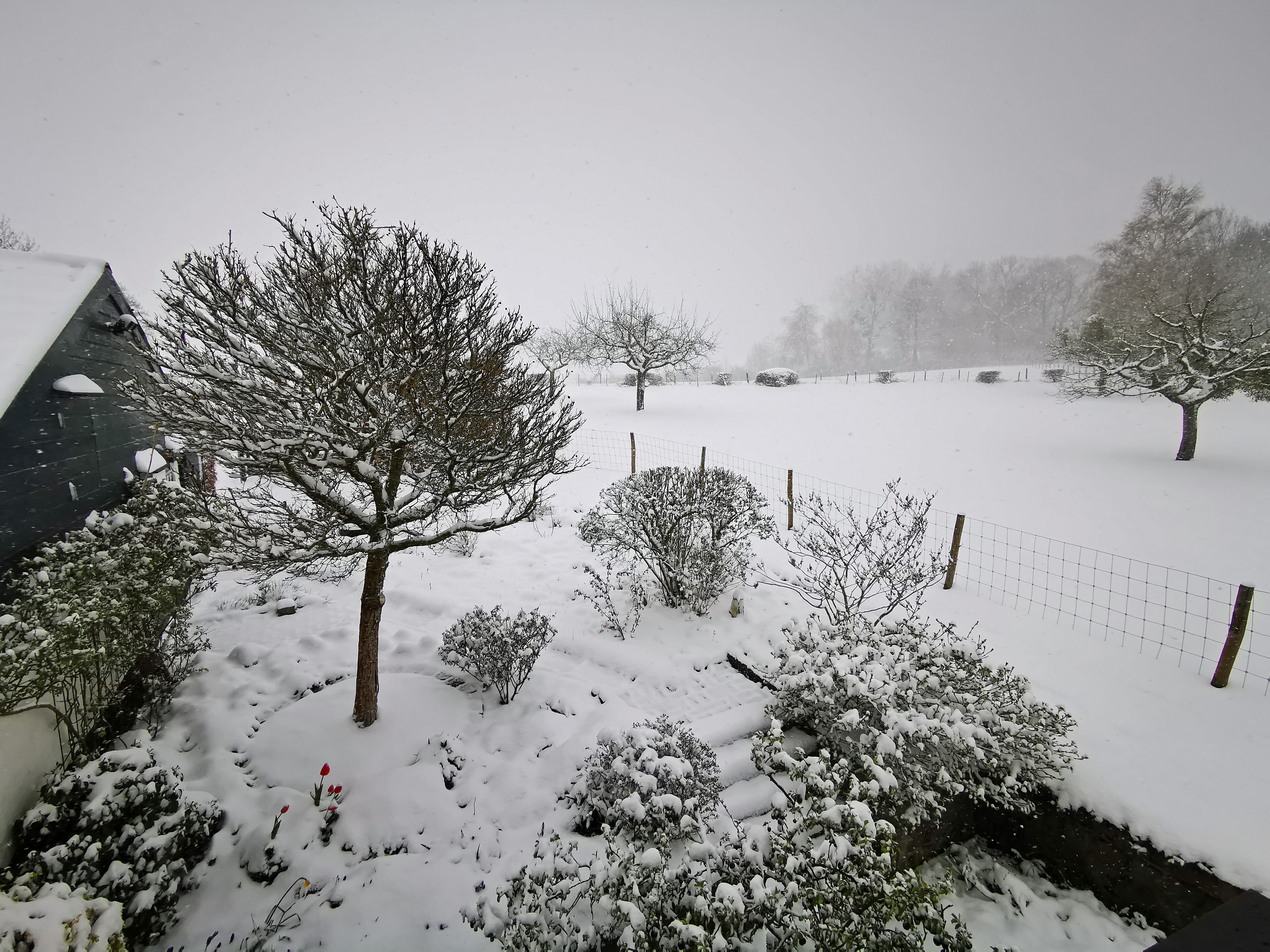 Mooi sneeuwdek in tuin aan rand van open weiland