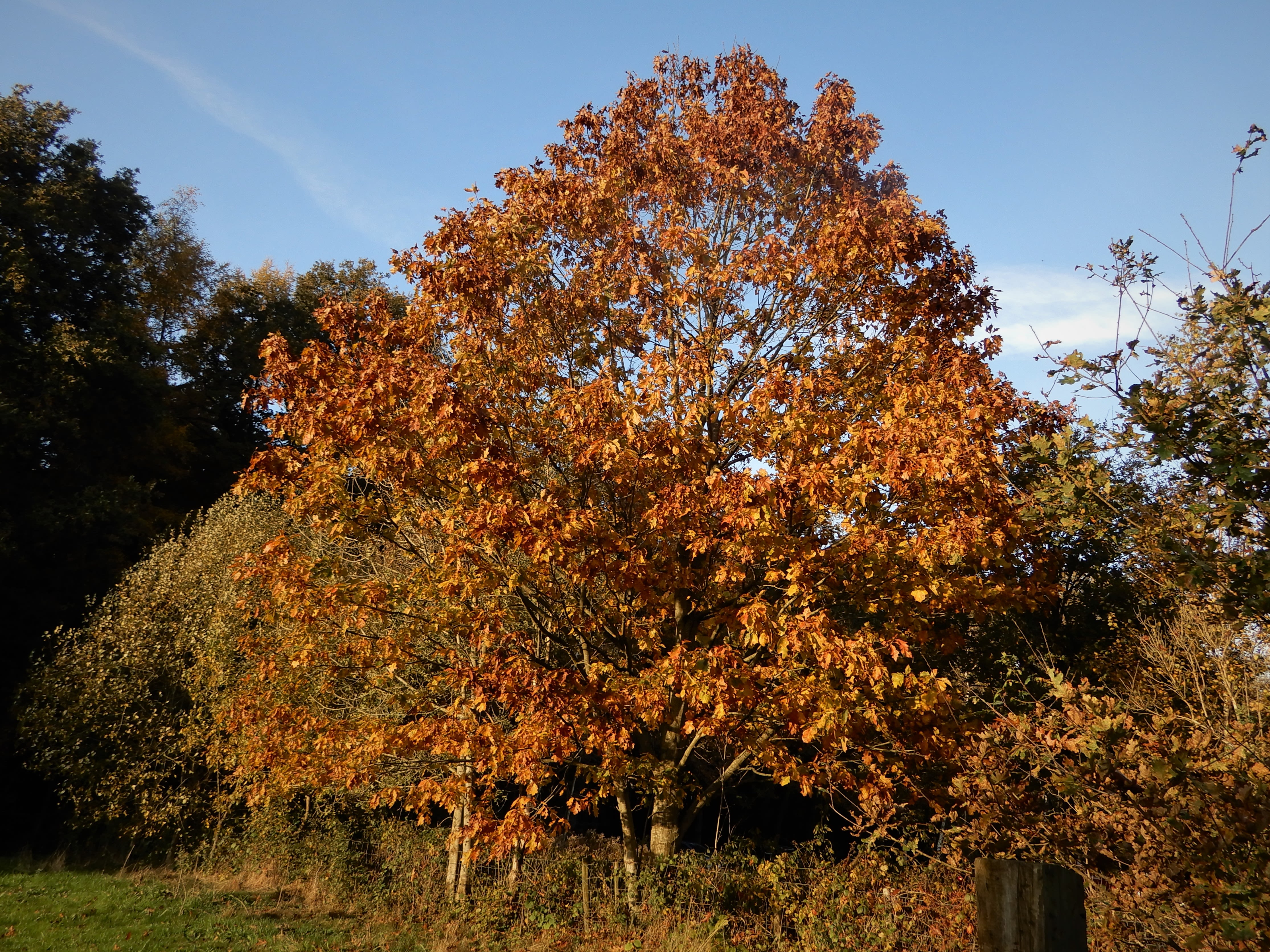 De kastanjeboom verkleurt al vroeg in de herfst. Foto: Stijntje ten Caat.