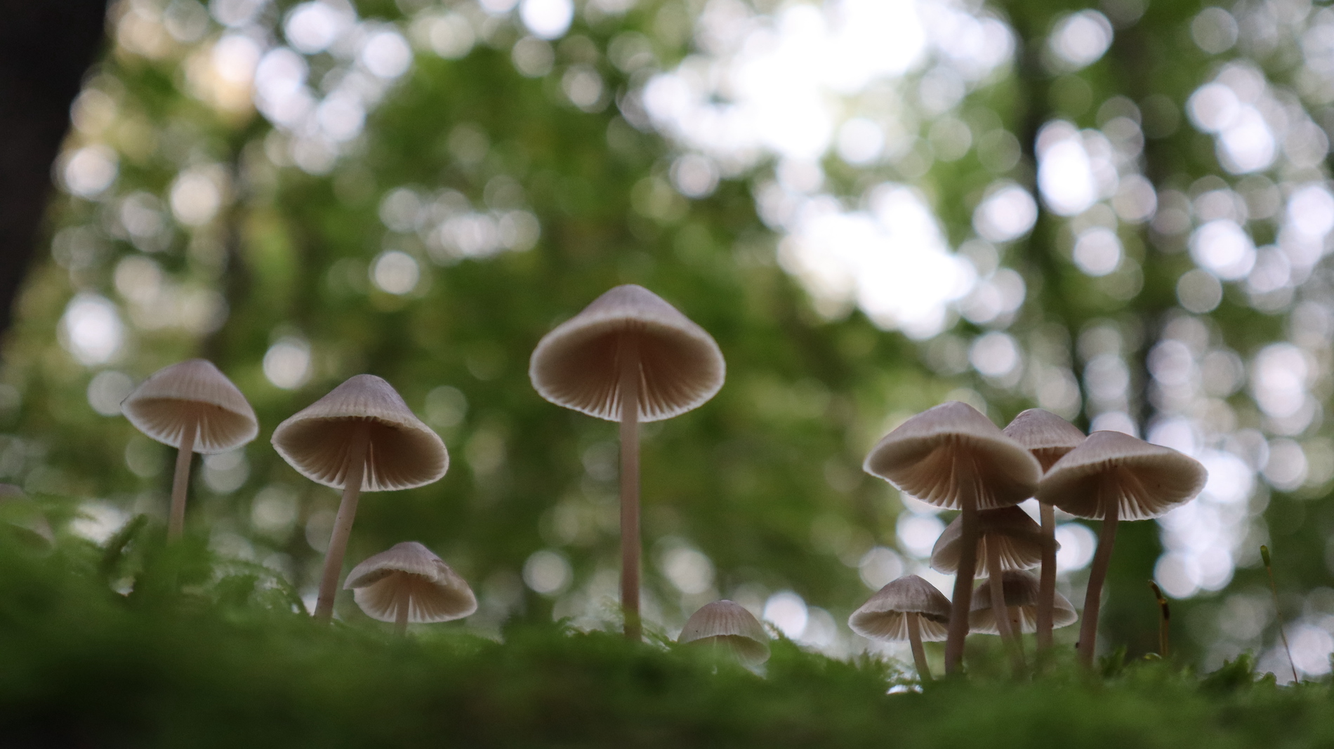 Weekverwachting: kust meer buien dan binnenland