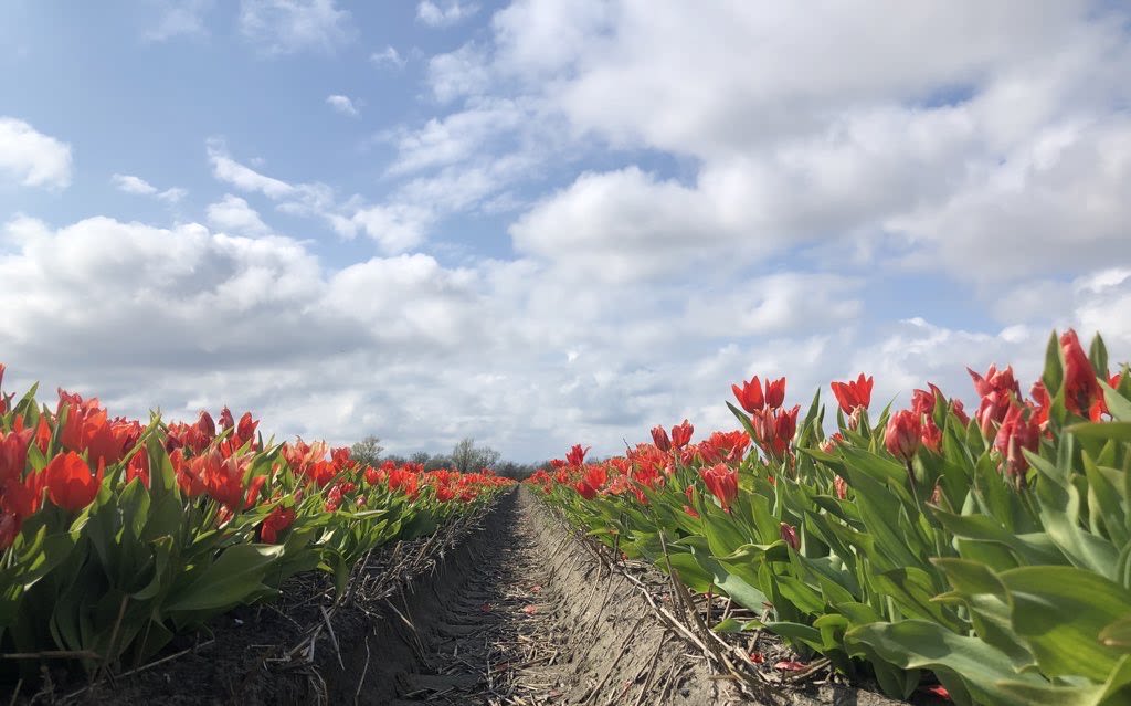 Tulpen, wolken, Foto: Jolanda Bakker