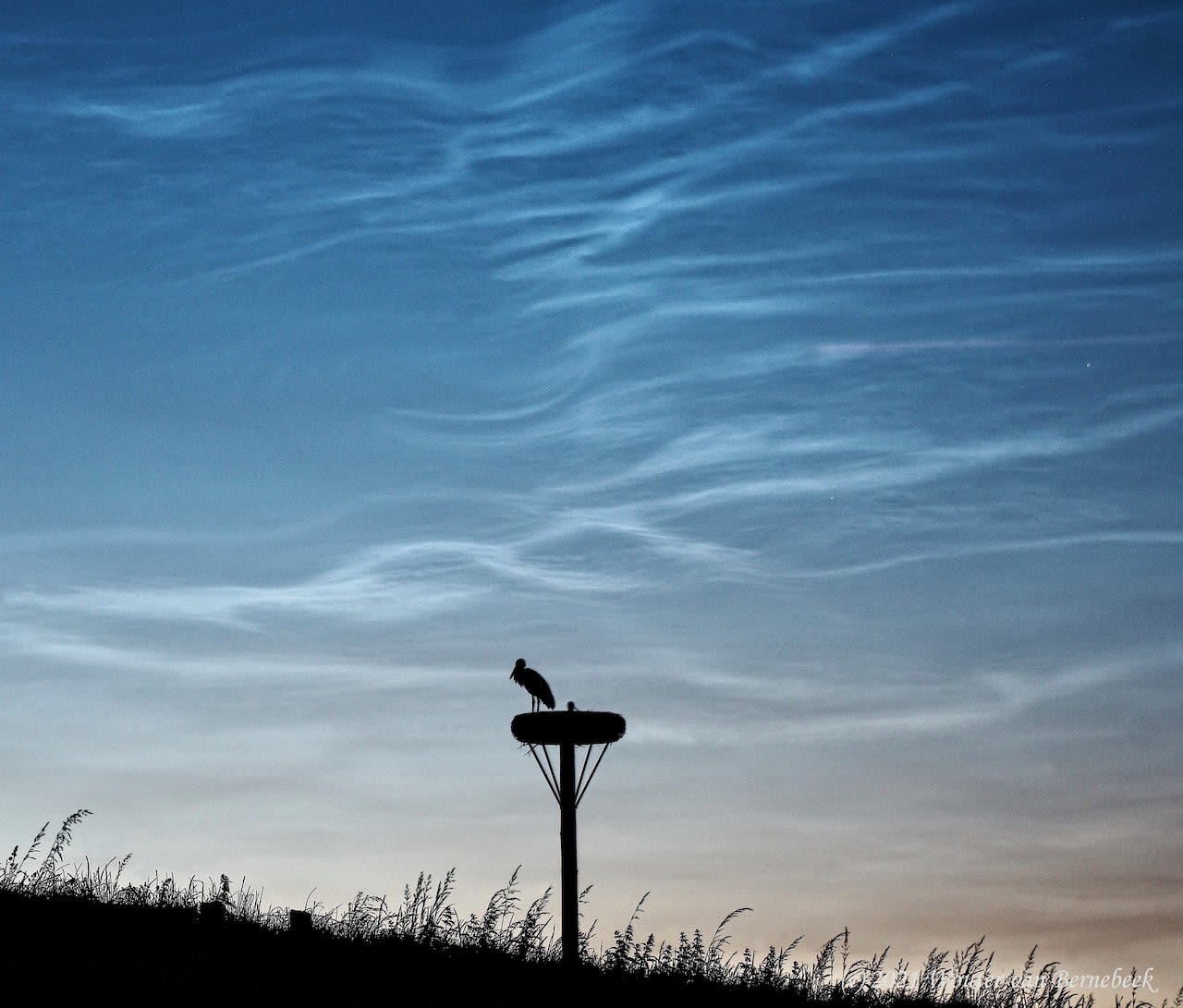 Ooievaarsnest met lichtende nachtwolken op de achtergrond. Foto: Wouter van Bernebeek.