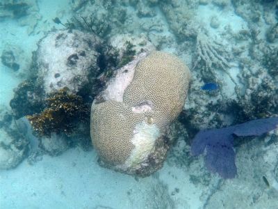 Recordhoge zeetemperaturen rondom Great Barrier Reef