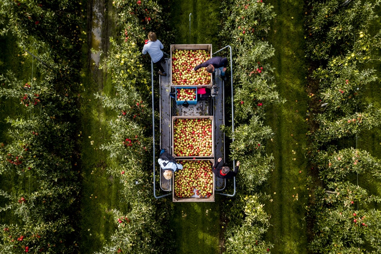 Fruitoogst vanuit de lucht. Foto: ANP / Sem van der Wal.