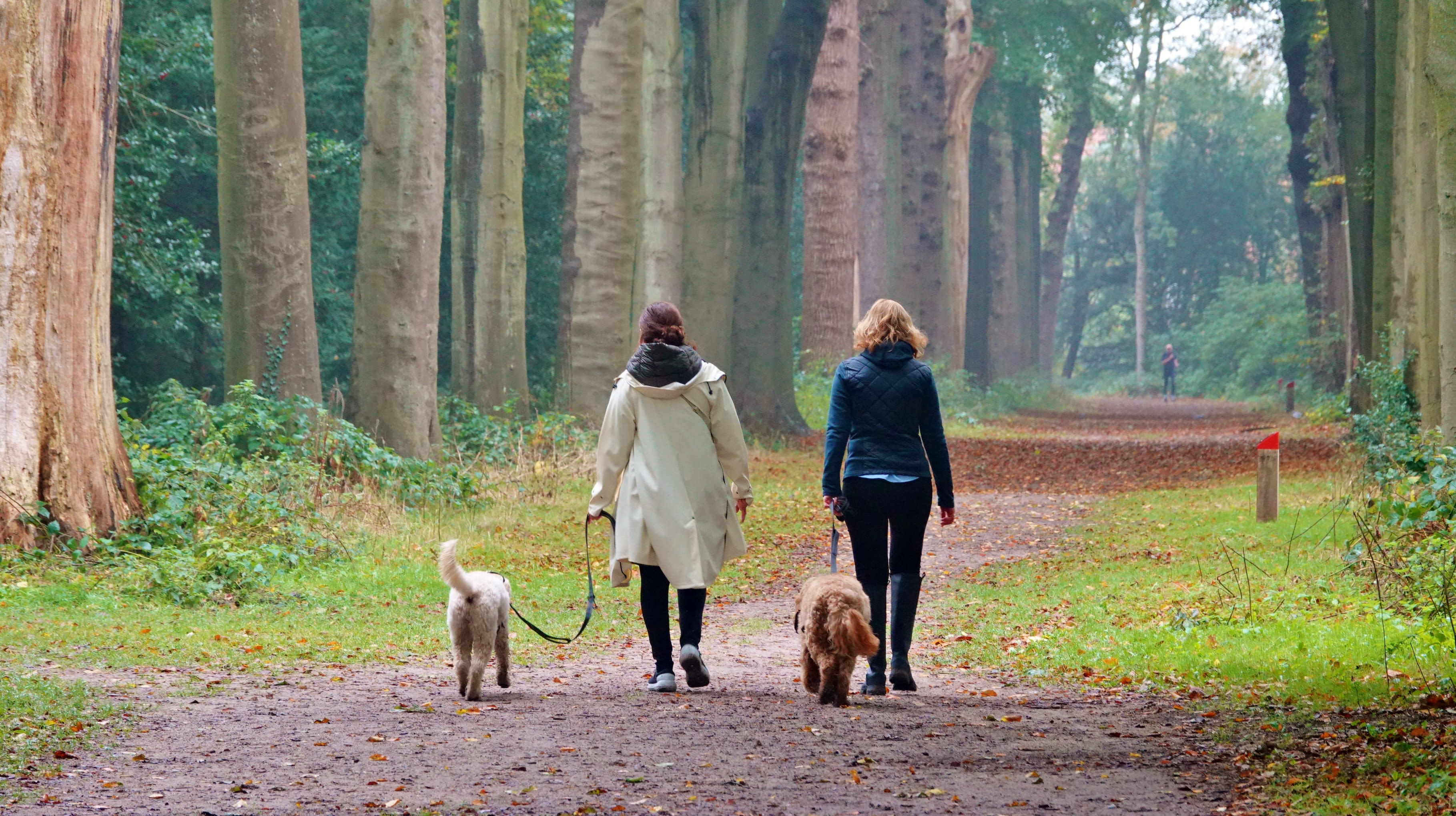 Wandelaars met honden in het bos in de herfst