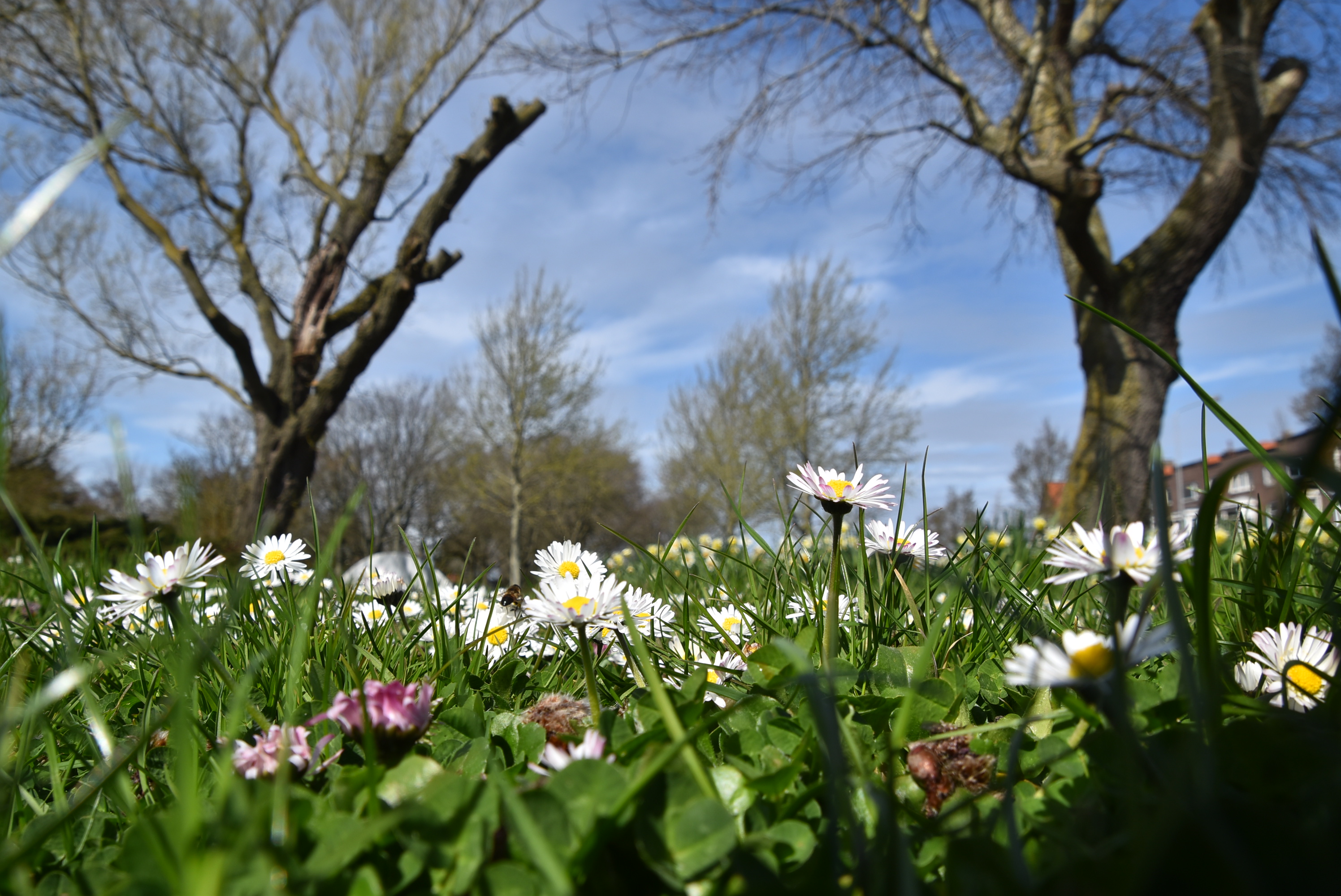 Anne-Marie_van_Iersel_mooi_lenteweer_met_kale_bomen_en_bloemetjes_in_het_groene_gras.jpg