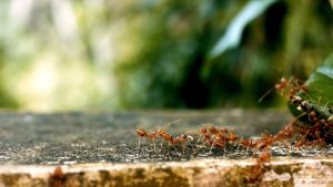 5 natuurlijke manieren om mieren te bestrijden