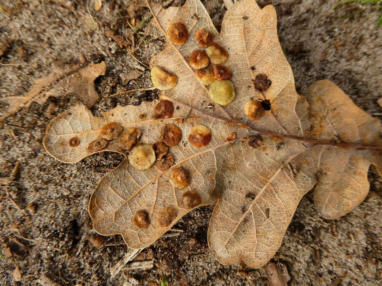 Natuurjournaal zomereik verliest blad, let goed op deze bladeren!