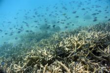 Koraal Great Barrier Reef massaal verbleekt door hittegolf