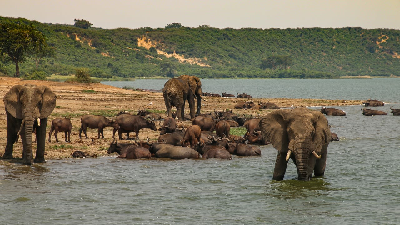 Olifanten in Uganda. Foto: Adobestock / Barbara Fröhlich