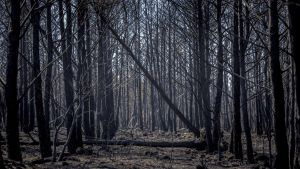 Eerste bosbrand van het jaar verwoest ruim 3000 hectare in Spanje