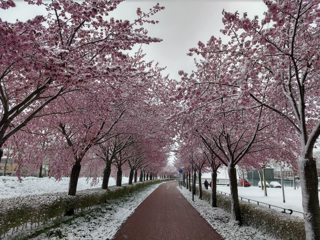 De lente verloopt vaak grillig en dat resulteert soms in de gekke combinatie van bloesem en sneeuw. Foto: Marieke Laagland