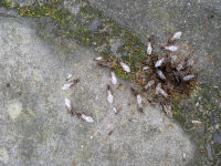 De 5 beste tips om overlast van vliegende mieren te voorkomen