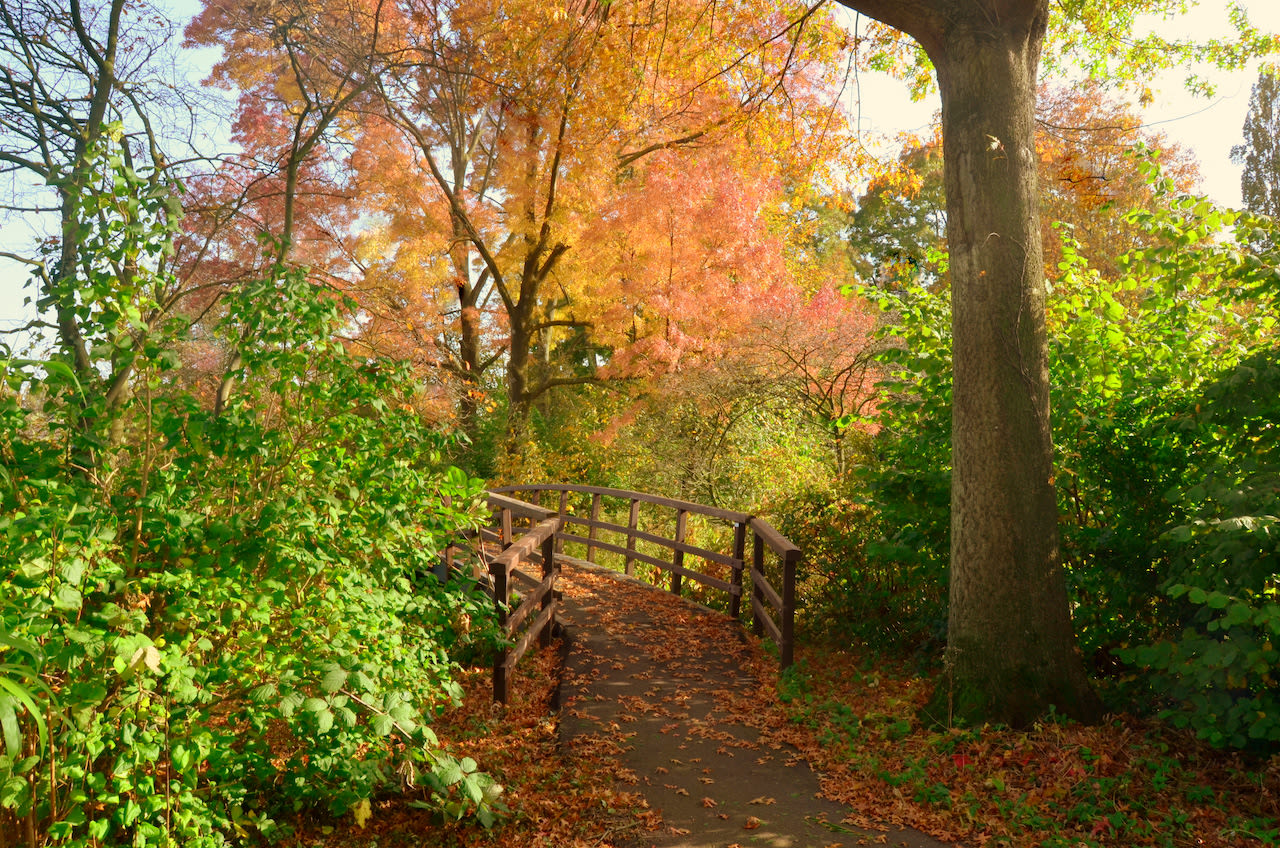 Rustig herfstweer - Verkleuren van bladeren in de herfst - Herfstterugblik - Dit is het weer in de herfst