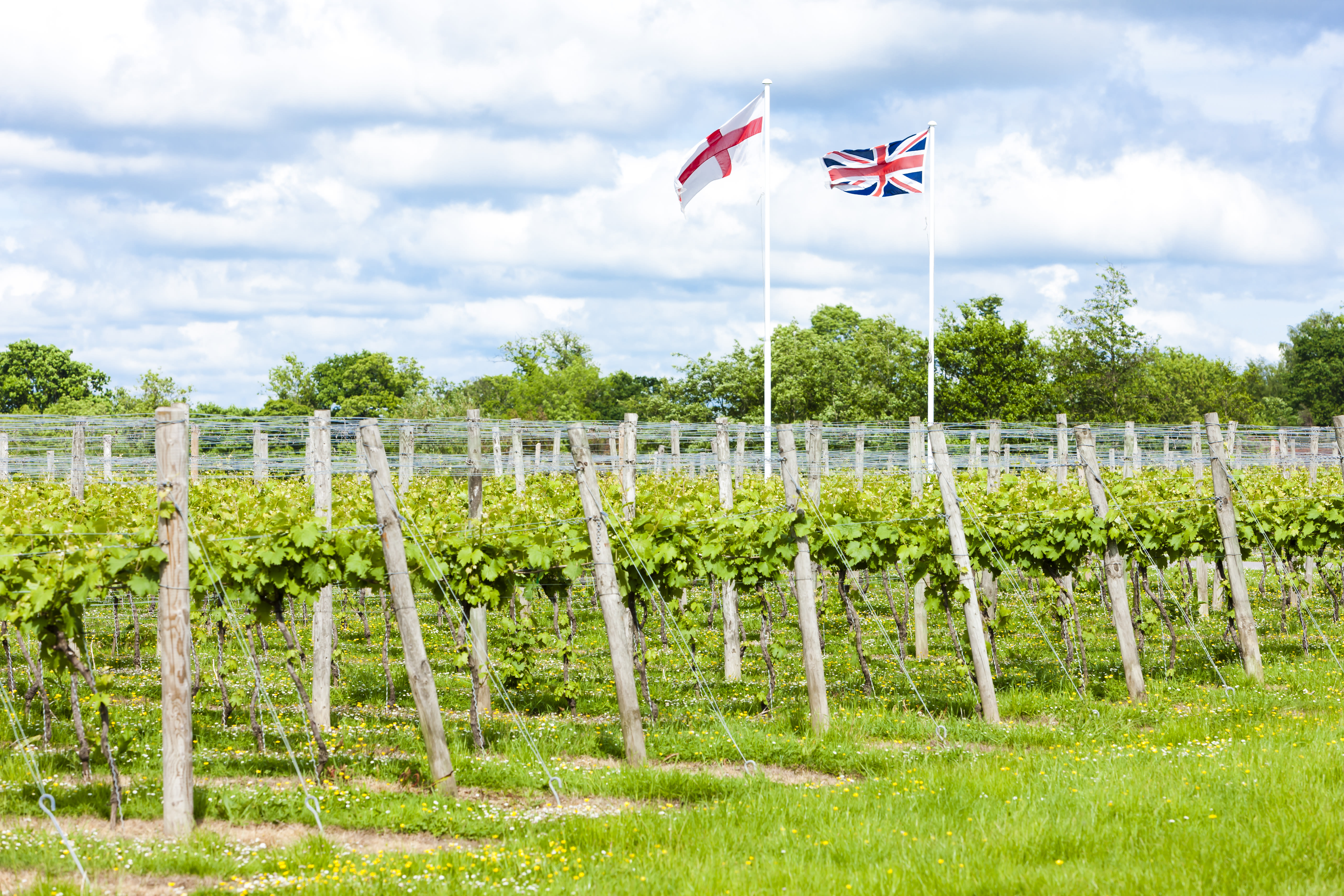 In Kent in Engeland zijn wijngaarden ook in opkomst. Foto: Adobe Stock / Richard Semik
