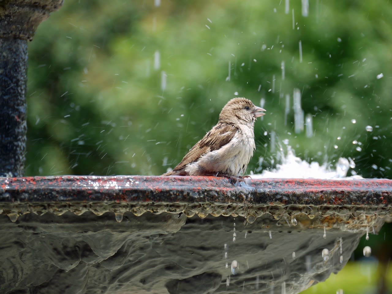 Vogel aan het baden. Foto: Adobe Stock / Cmon