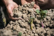 Boeren: 'Snel meer regen nodig'