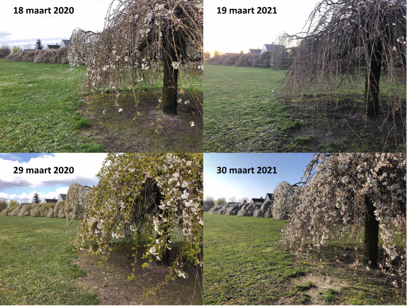 Blomstrende prydkirsebær