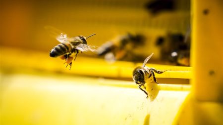 WUR: afgelopen winter grootste bijenvolkensterfte sinds 2010