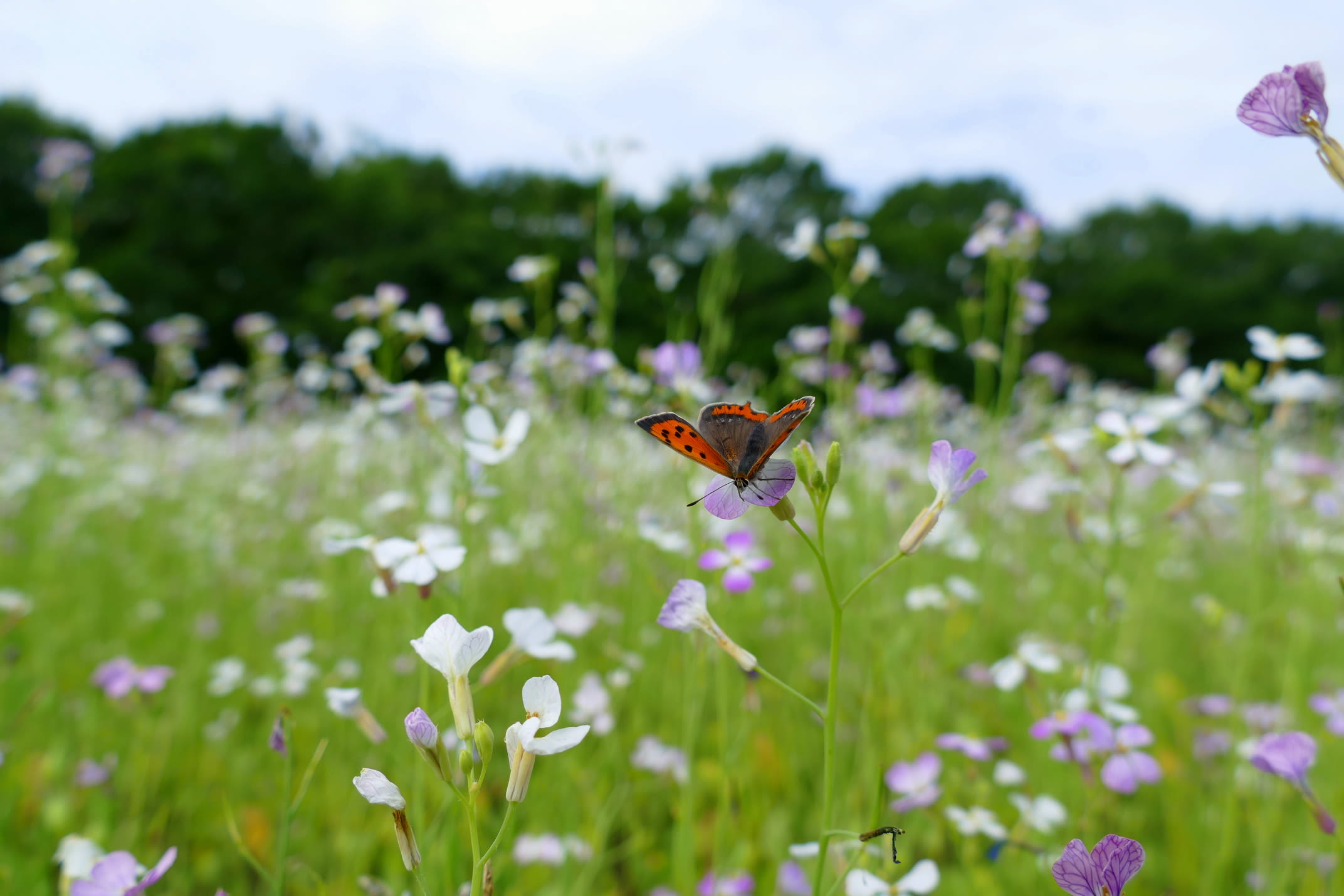 Bewolkte dag met mooie oranje vlinder op paarse en witte bloemetjes