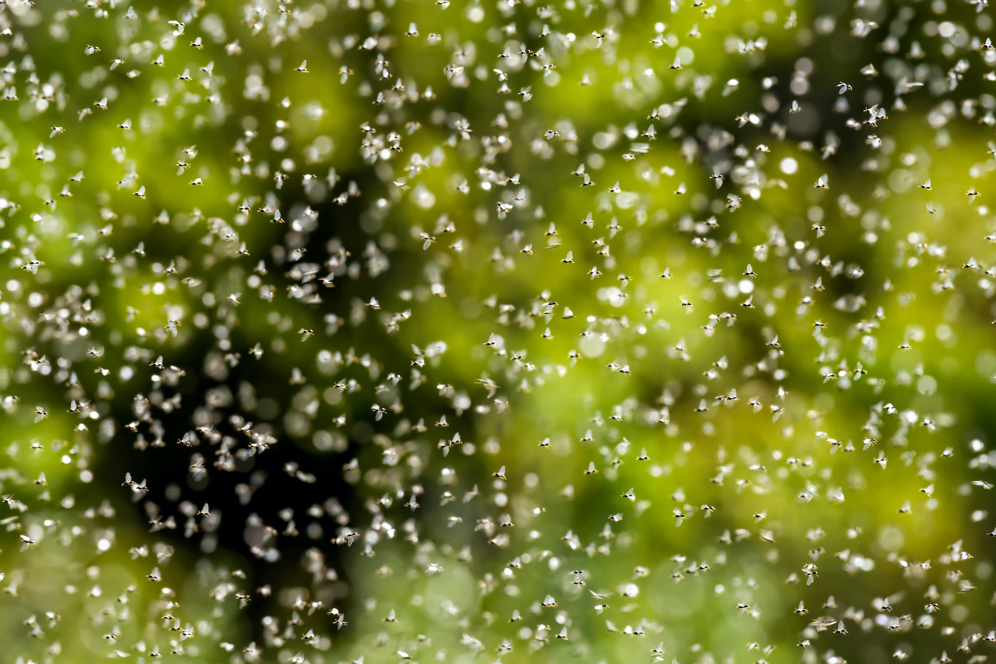 Zwerm van duizenden vliegende mieren in de lucht, beeld: AdobeStock Arpad 