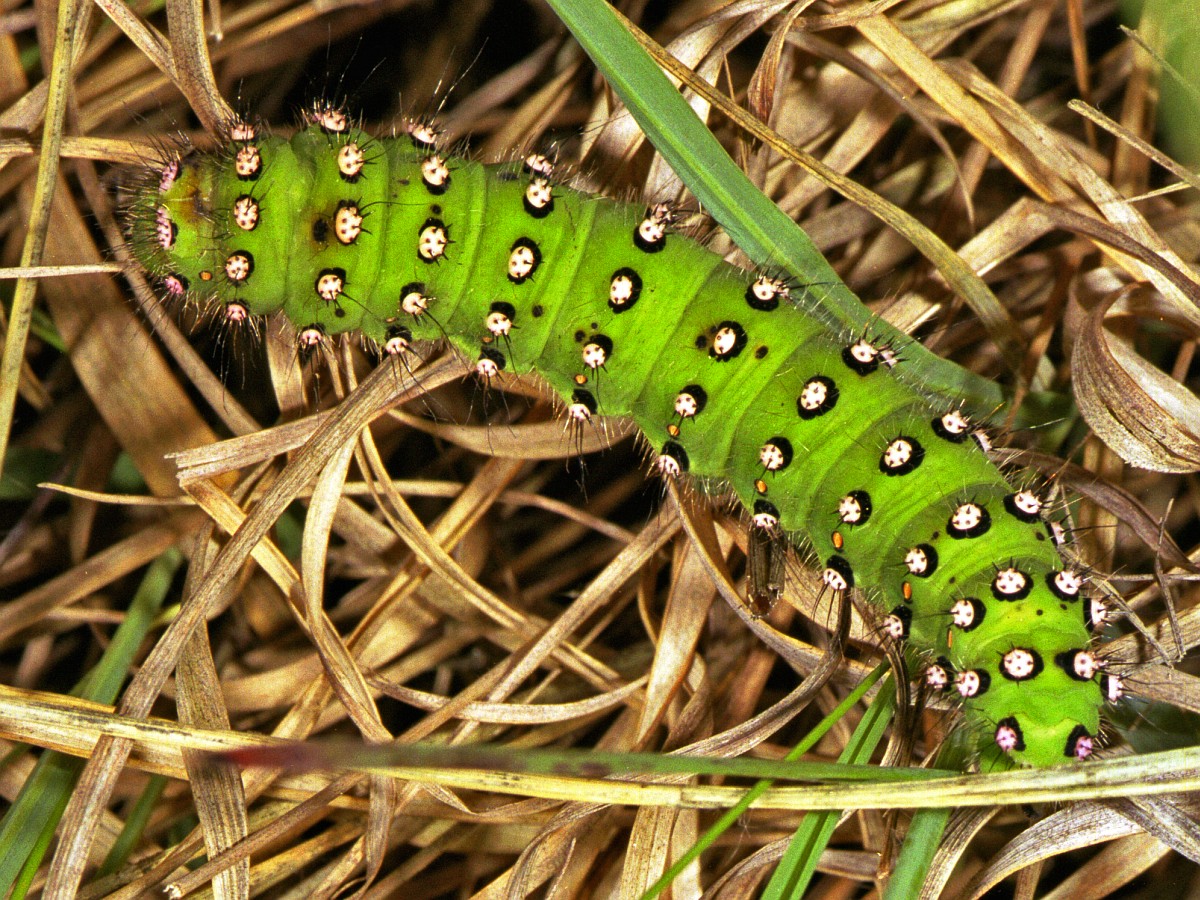 vrouwelijk Benodigdheden ei Natuurjournaal: blauwe vlinders en groene rupsen