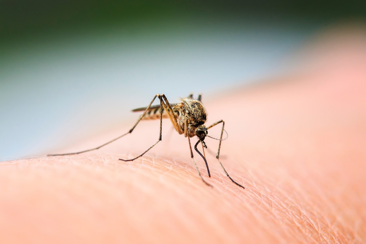 11 tips against mosquitoes in your bedroom