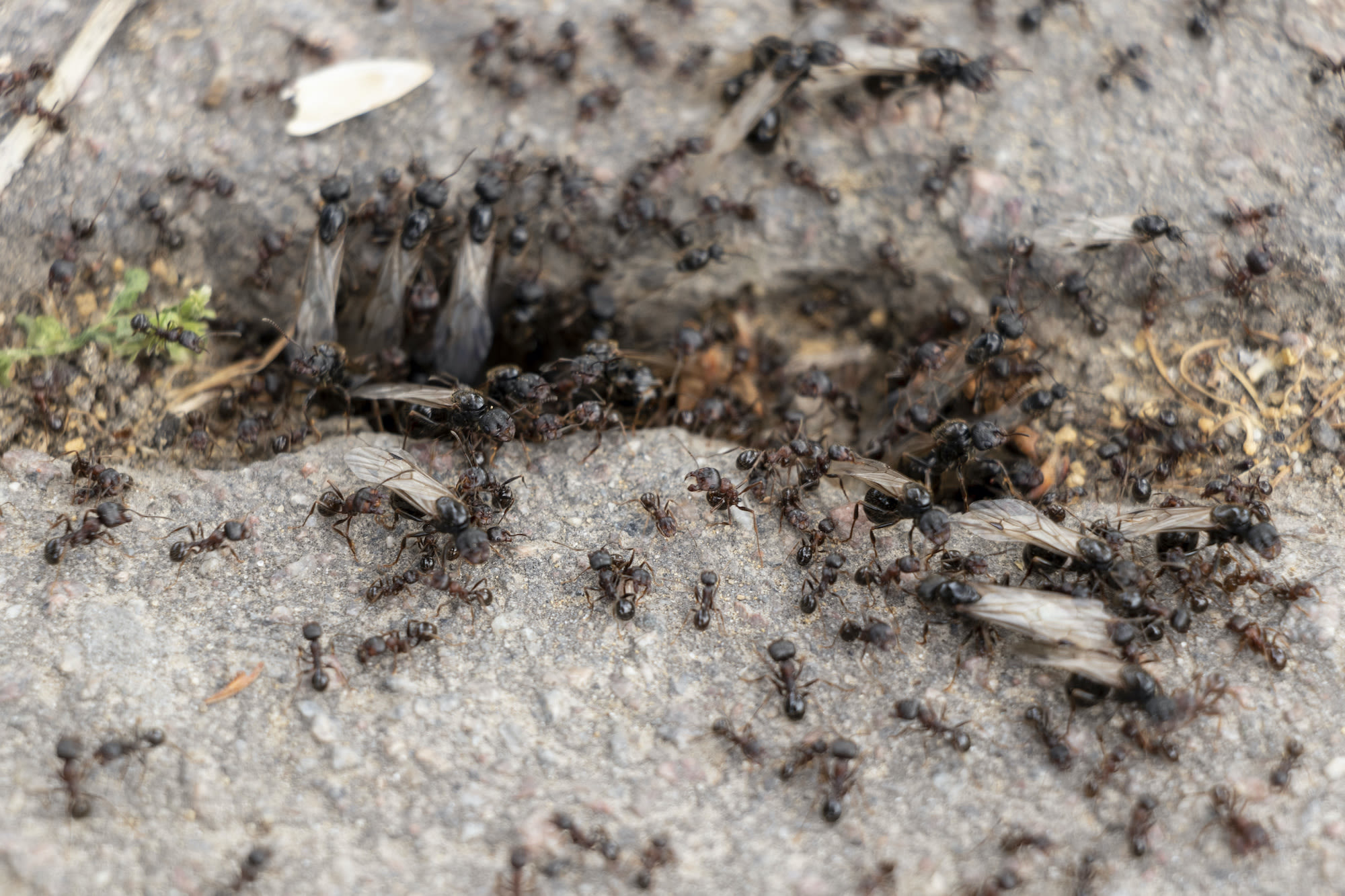 vliegende en gewone mieren op en tussen tegels terras Beeld: AdobeStock Yuliia