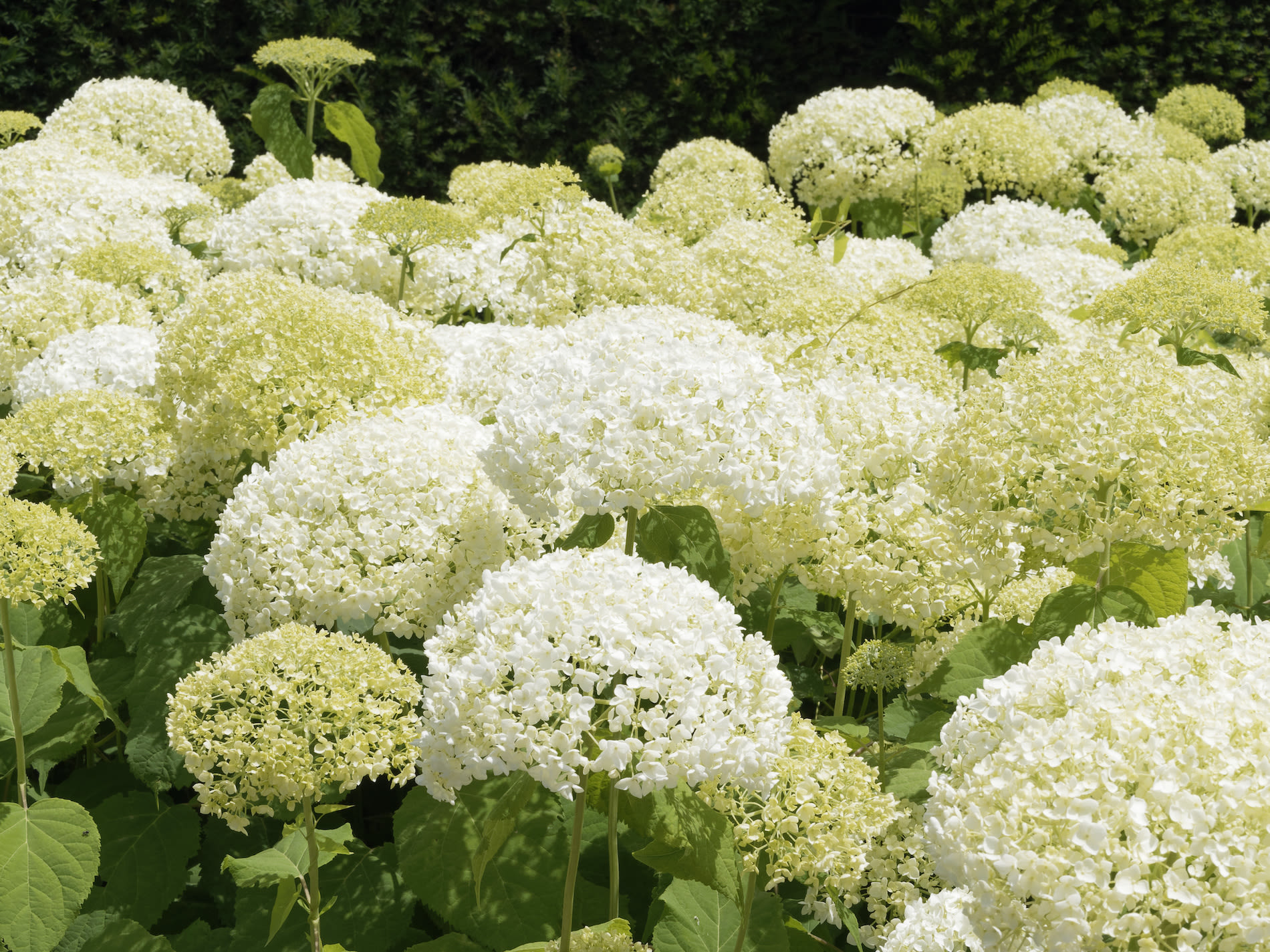 Hortensia Annabella.  Foto: Adobe Stock / Marc