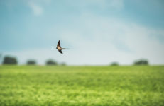 Weerspreuk: één zwaluw maakt nog geen zomer