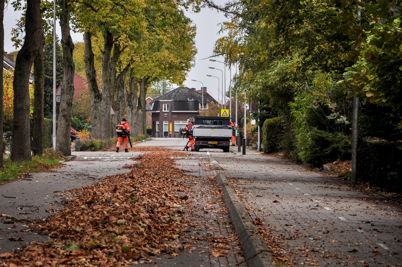 Wanneer verliezen bomen hun blad? - Weeronline