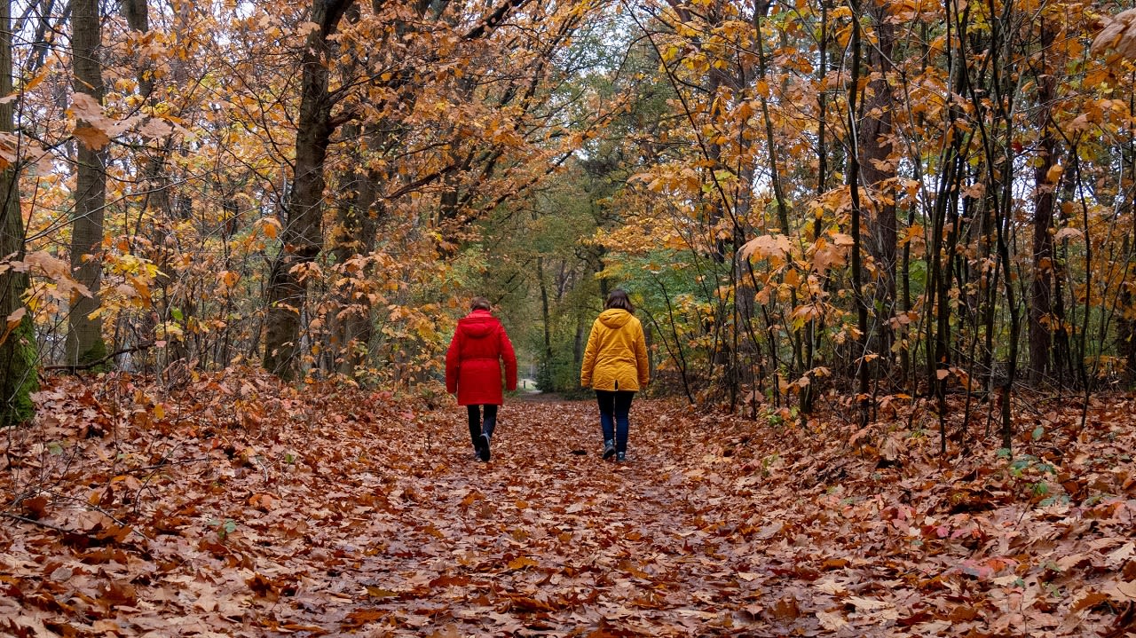 Wandelen in het bos in de herfst. Foto: Jos Hebben.