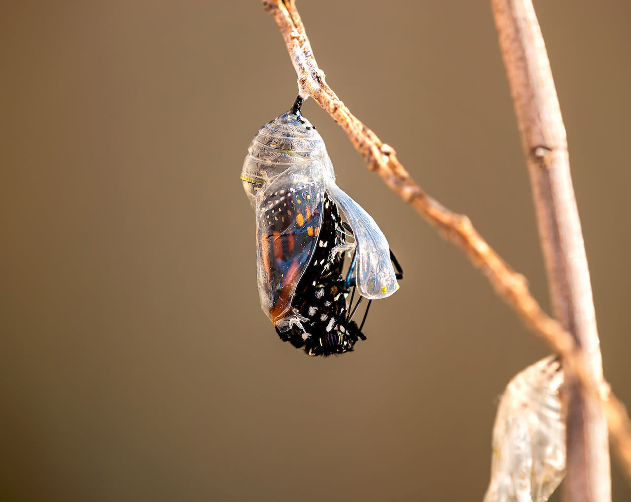 Desillusie Buigen Bewijzen Dit is de invloed van het weer op de evolutie van rups naar vlinder