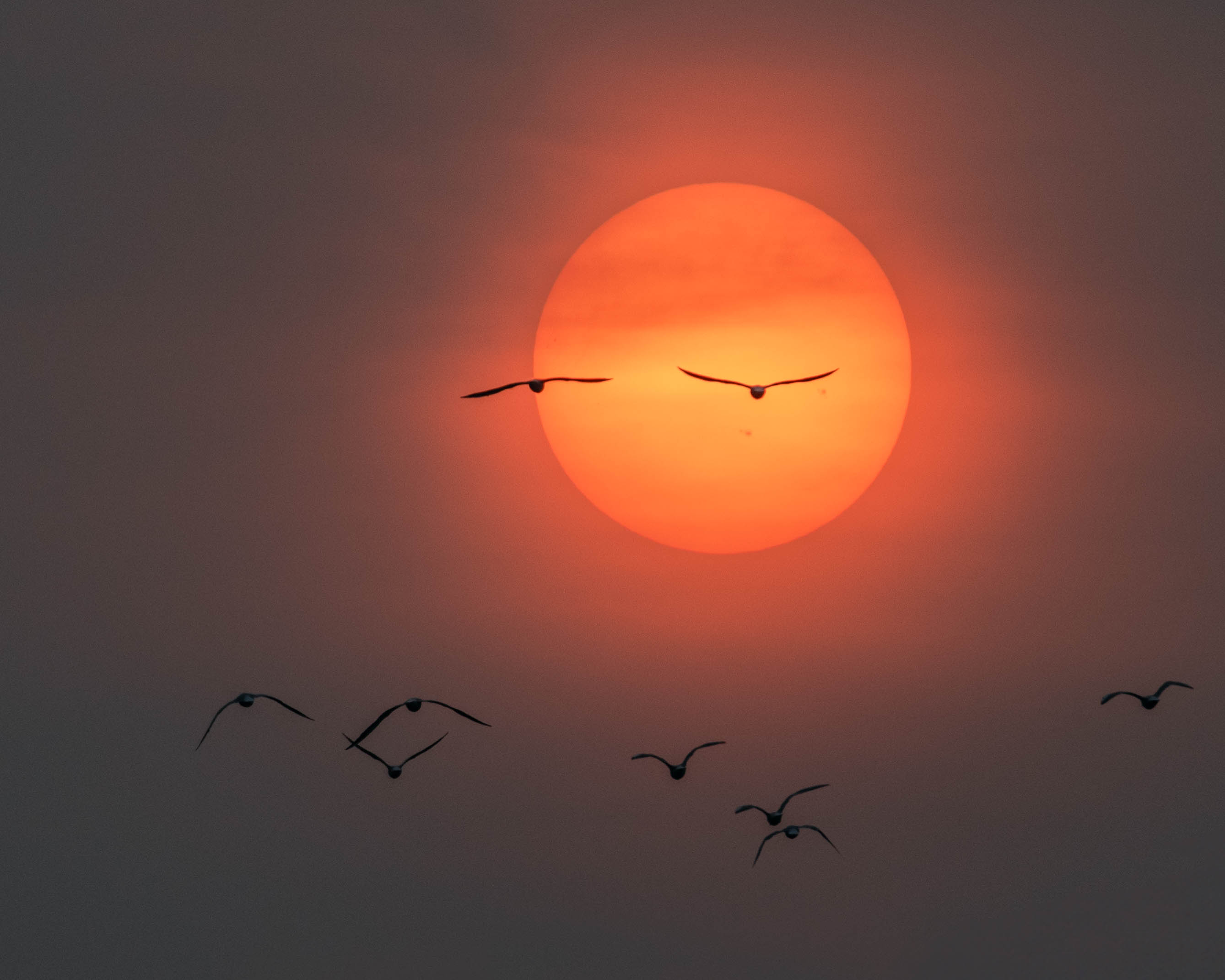 Zon-WilcoBos.jpg?fm=jpg&q=80