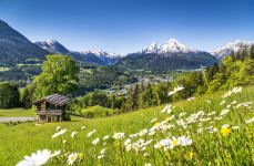 Alpen worden groener door opwarming