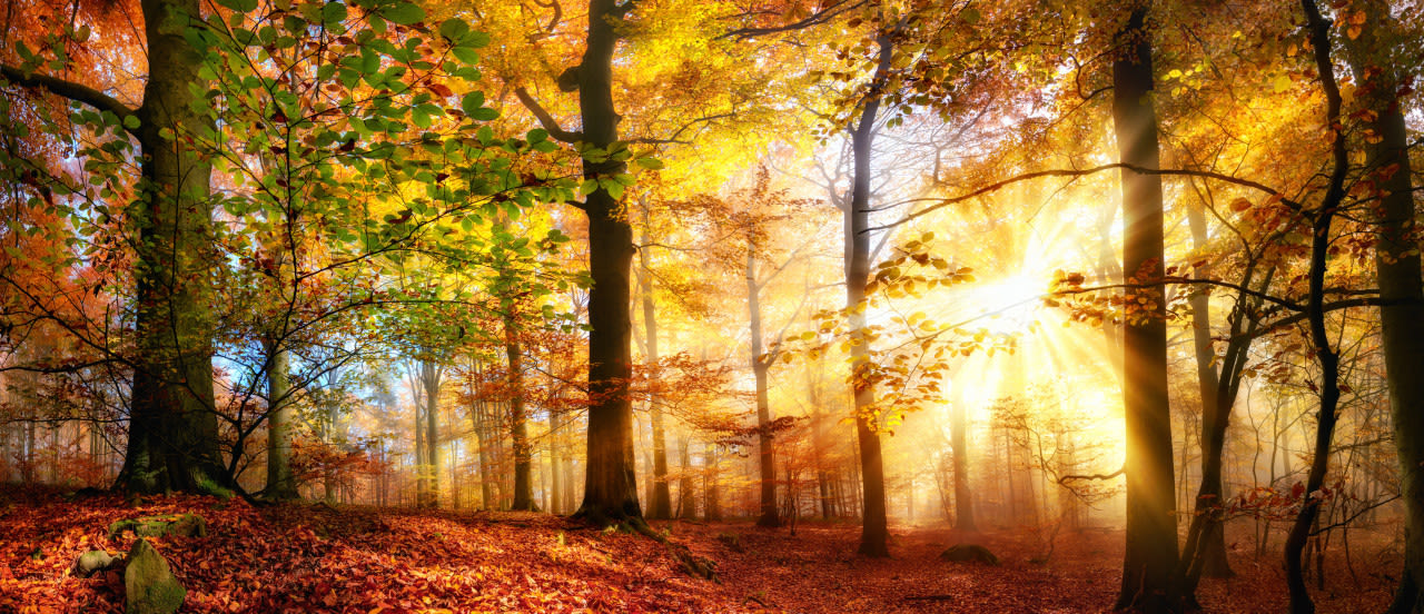 Herfst met zon en nevel in bos. Foto: Adobe Stock / Smileus.
