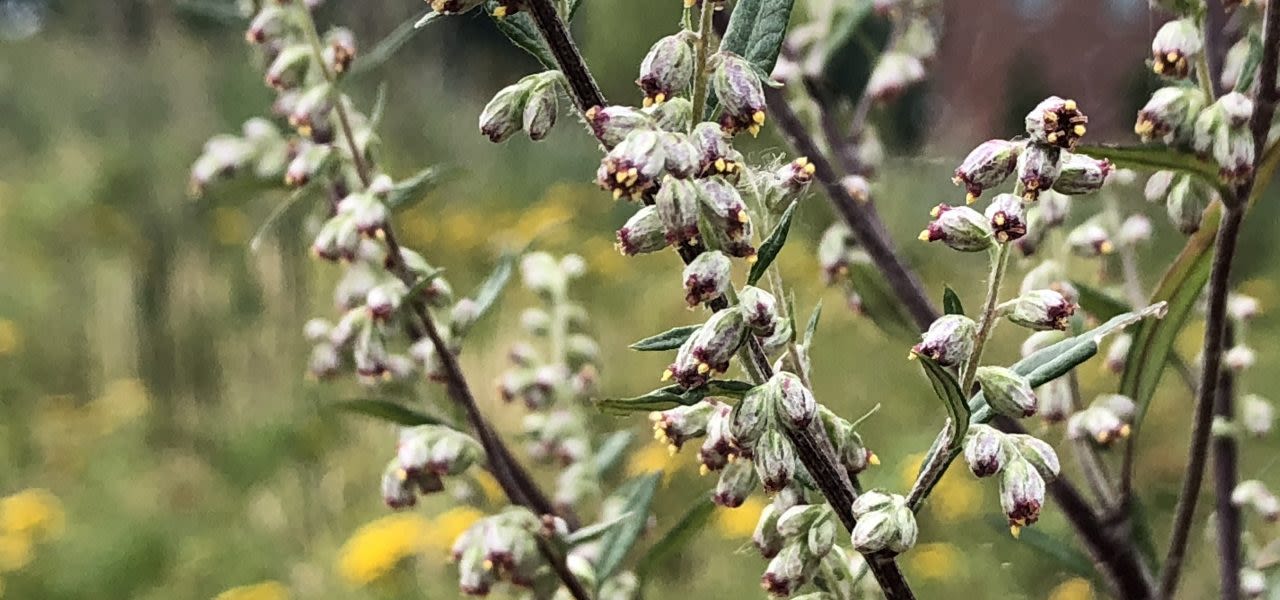 Artemisia-spirer-klare-til-blomstring-1280x600
