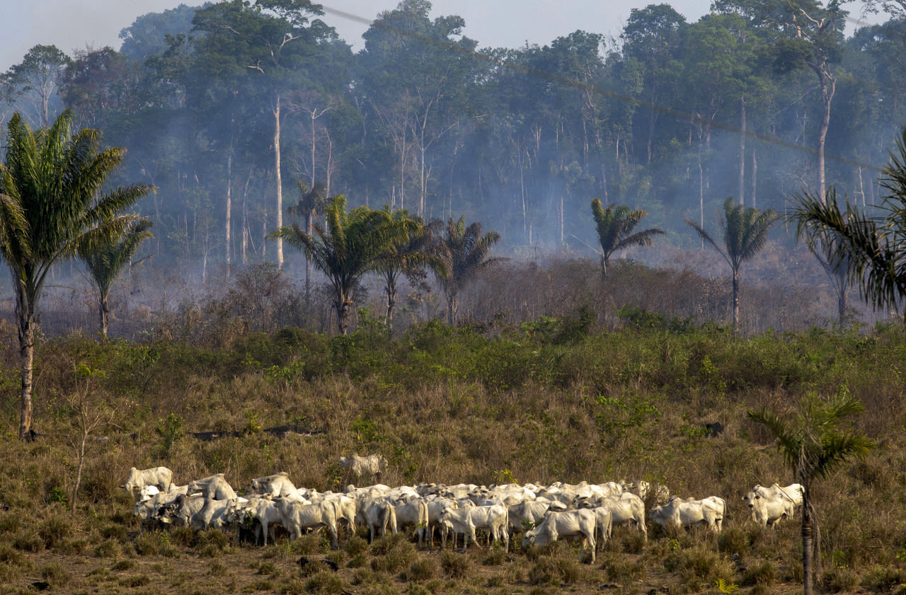 ANP-AFP-kudde-vee-in-Amazonegebied-waar-bos-is-gekapt