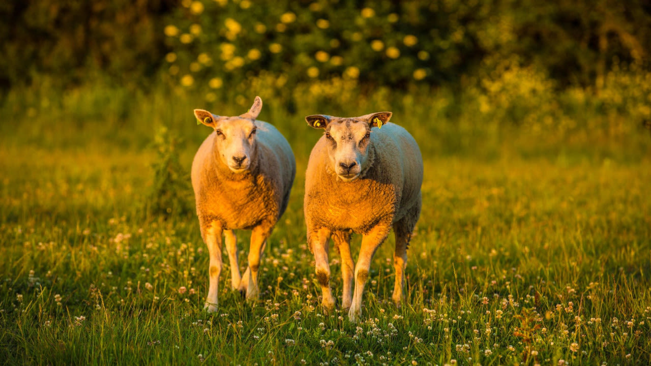 schapen-bij-zonsopkomst-Ab-Donker-verkleind