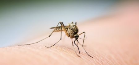 Warmte en buien: garantie voor muggen